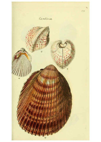 Reproducción/Reproduction 5977902819: The conchological illustrations or, Coloured figures of all the hitherto unfigured recent shells London :[s.n.] ;1832