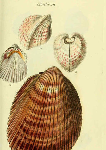 Reproducción/Reproduction 5977902819: The conchological illustrations or, Coloured figures of all the hitherto unfigured recent shells London :[s.n.] ;1832