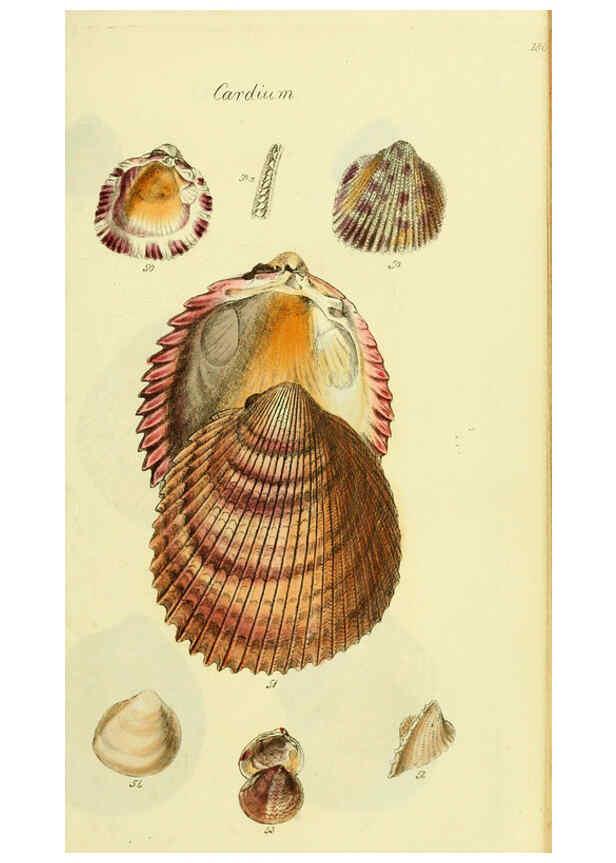 Reproducción/Reproduction 5977903077: The conchological illustrations or, Coloured figures of all the hitherto unfigured recent shells London :[s.n.] ;1832