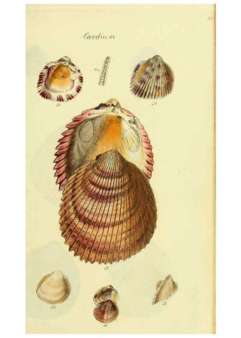 Reproducción/Reproduction 5977903077: The conchological illustrations or, Coloured figures of all the hitherto unfigured recent shells London :[s.n.] ;1832