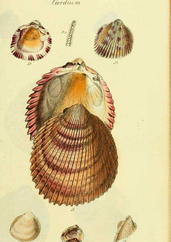 Reproducción/Reproduction 5977903077: The conchological illustrations or, Coloured figures of all the hitherto unfigured recent shells London :[s.n.] ;1832