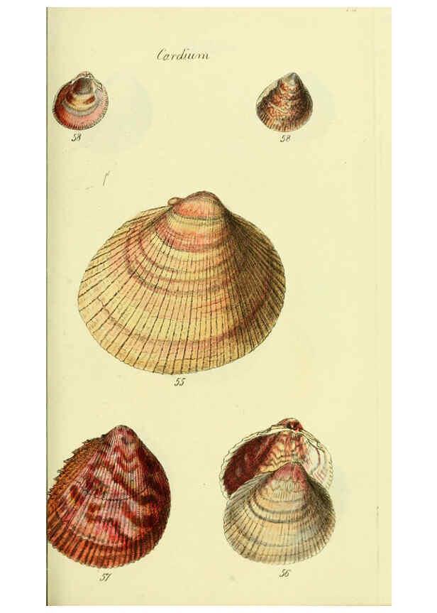 Reproducción/Reproduction 5977903615: The conchological illustrations or, Coloured figures of all the hitherto unfigured recent shells London :[s.n.] ;1832