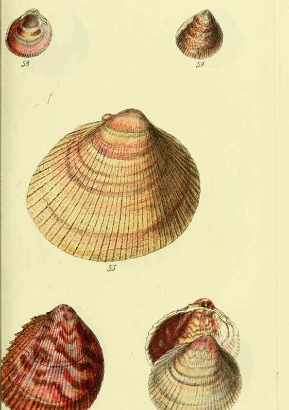 Reproducción/Reproduction 5977903615: The conchological illustrations or, Coloured figures of all the hitherto unfigured recent shells London :[s.n.] ;1832