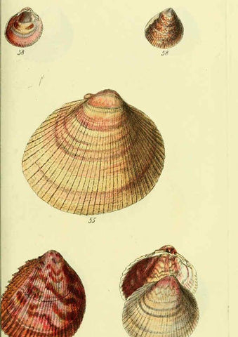 Reproducción/Reproduction 5977903615: The conchological illustrations or, Coloured figures of all the hitherto unfigured recent shells London :[s.n.] ;1832