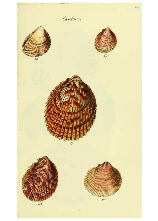 Reproducción/Reproduction 5978462938: The conchological illustrations or, Coloured figures of all the hitherto unfigured recent shells London :[s.n.] ;1832
