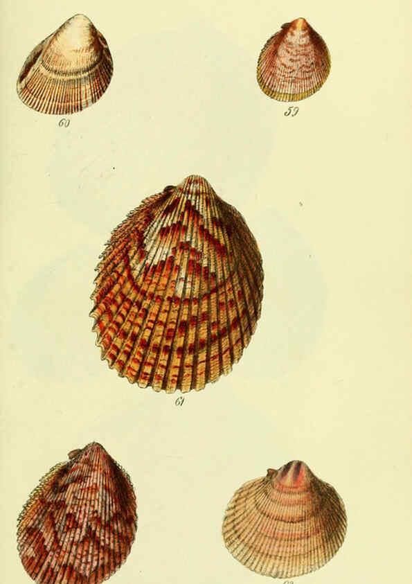 Reproducción/Reproduction 5978462938: The conchological illustrations or, Coloured figures of all the hitherto unfigured recent shells London :[s.n.] ;1832