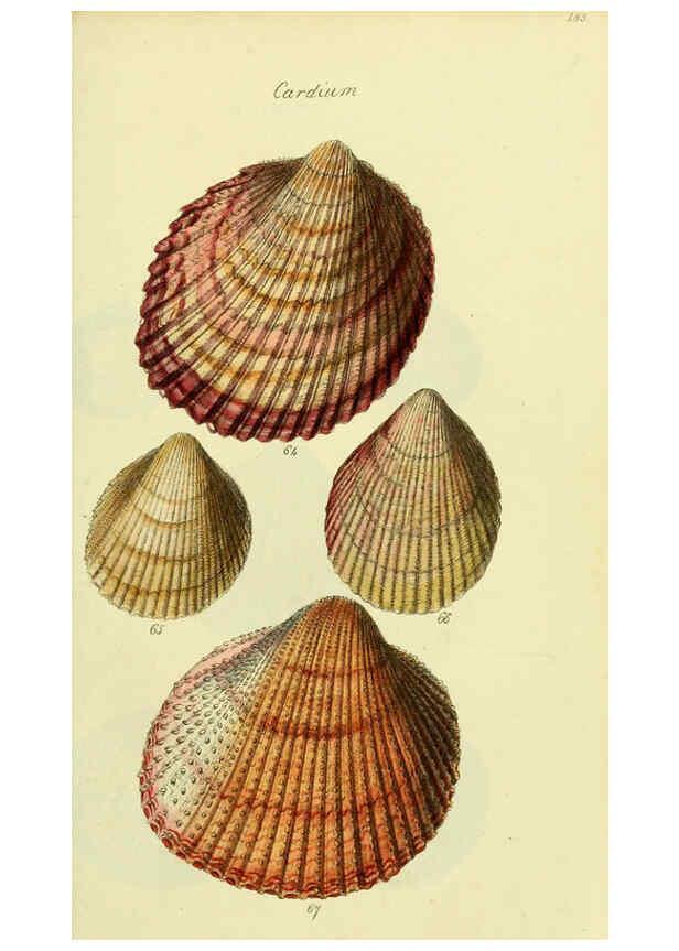 Reproducción/Reproduction 5978463224: The conchological illustrations or, Coloured figures of all the hitherto unfigured recent shells London :[s.n.] ;1832