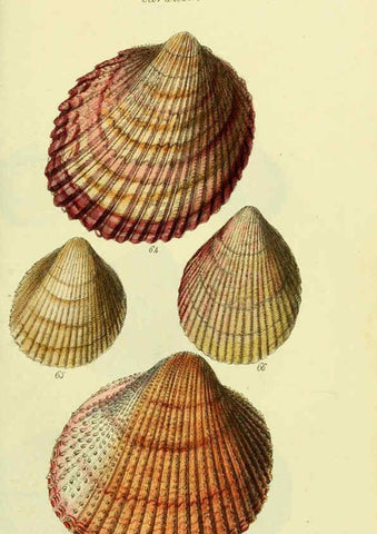 Reproducción/Reproduction 5978463224: The conchological illustrations or, Coloured figures of all the hitherto unfigured recent shells London :[s.n.] ;1832