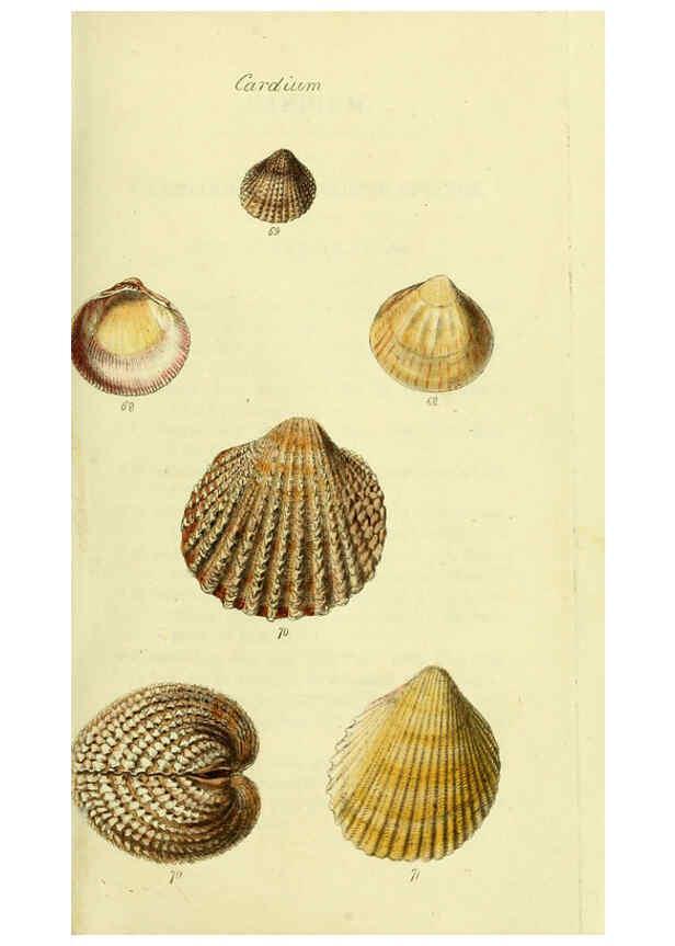 Reproducción/Reproduction 5977904665: The conchological illustrations or, Coloured figures of all the hitherto unfigured recent shells London :[s.n.] ;1832