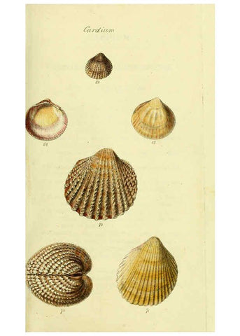 Reproducción/Reproduction 5977904665: The conchological illustrations or, Coloured figures of all the hitherto unfigured recent shells London :[s.n.] ;1832
