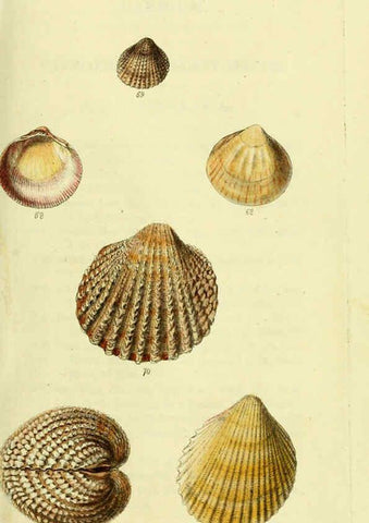 Reproducción/Reproduction 5977904665: The conchological illustrations or, Coloured figures of all the hitherto unfigured recent shells London :[s.n.] ;1832