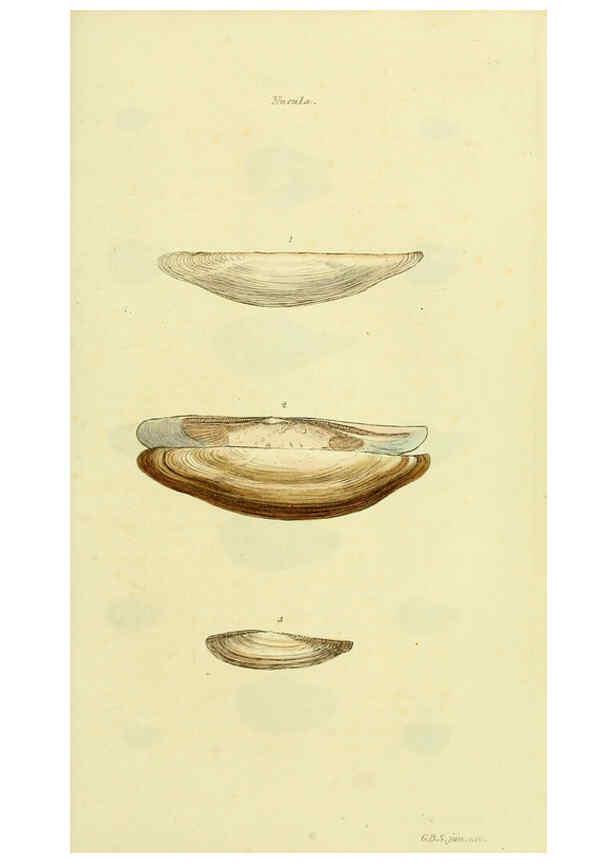Reproducción/Reproduction 5977905103: The conchological illustrations or, Coloured figures of all the hitherto unfigured recent shells London :[s.n.] ;1832