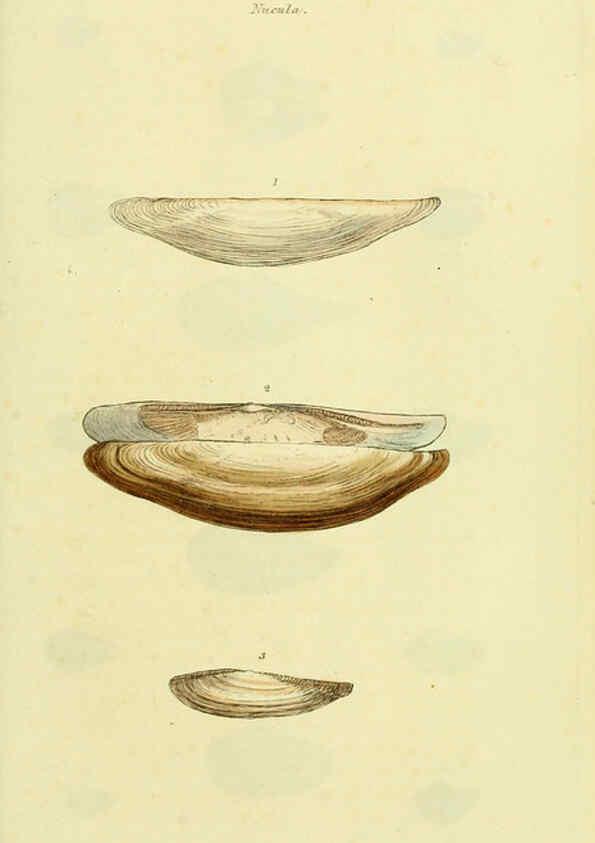 Reproducción/Reproduction 5977905103: The conchological illustrations or, Coloured figures of all the hitherto unfigured recent shells London :[s.n.] ;1832