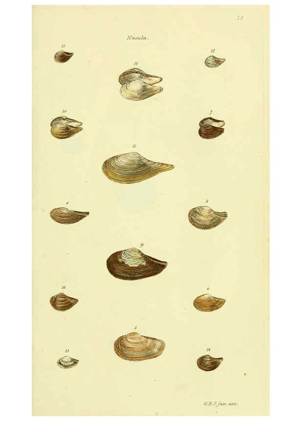 Reproducción/Reproduction 5977905517: The conchological illustrations or, Coloured figures of all the hitherto unfigured recent shells London :[s.n.] ;1832