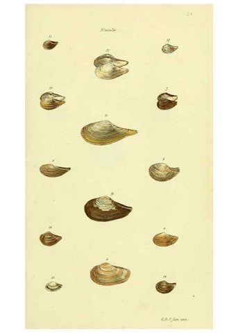 Reproducción/Reproduction 5977905517: The conchological illustrations or, Coloured figures of all the hitherto unfigured recent shells London :[s.n.] ;1832