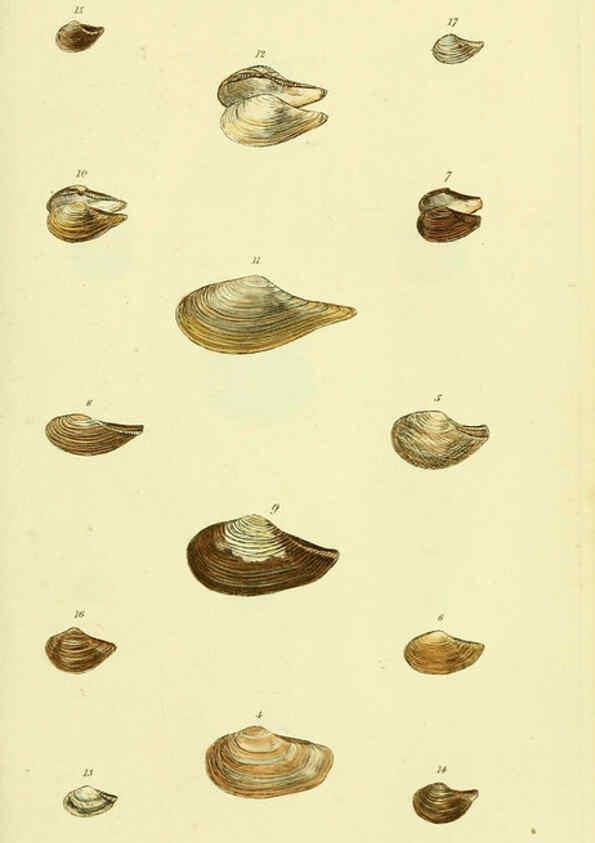 Reproducción/Reproduction 5977905517: The conchological illustrations or, Coloured figures of all the hitherto unfigured recent shells London :[s.n.] ;1832