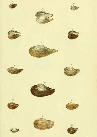Reproducción/Reproduction 5977905517: The conchological illustrations or, Coloured figures of all the hitherto unfigured recent shells London :[s.n.] ;1832