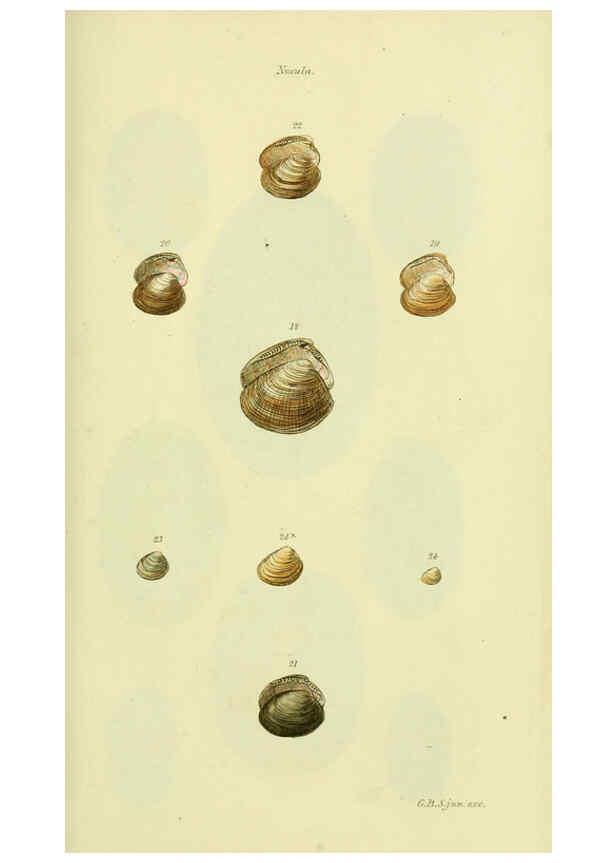 Reproducción/Reproduction 5978464728: The conchological illustrations or, Coloured figures of all the hitherto unfigured recent shells London :[s.n.] ;1832