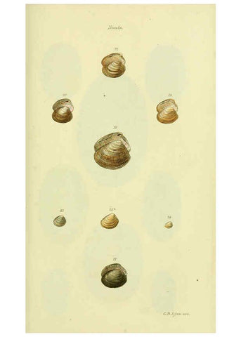 Reproducción/Reproduction 5978464728: The conchological illustrations or, Coloured figures of all the hitherto unfigured recent shells London :[s.n.] ;1832