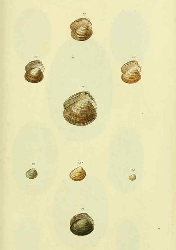 Reproducción/Reproduction 5978464728: The conchological illustrations or, Coloured figures of all the hitherto unfigured recent shells London :[s.n.] ;1832