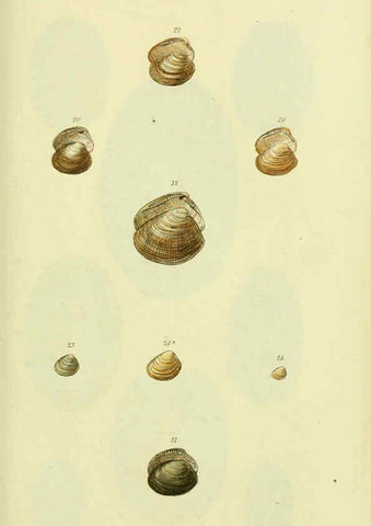 Reproducción/Reproduction 5978464728: The conchological illustrations or, Coloured figures of all the hitherto unfigured recent shells London :[s.n.] ;1832