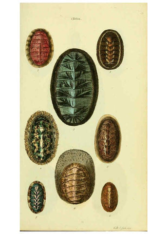 Reproducción/Reproduction 5977906277: The conchological illustrations or, Coloured figures of all the hitherto unfigured recent shells London :[s.n.] ;1832
