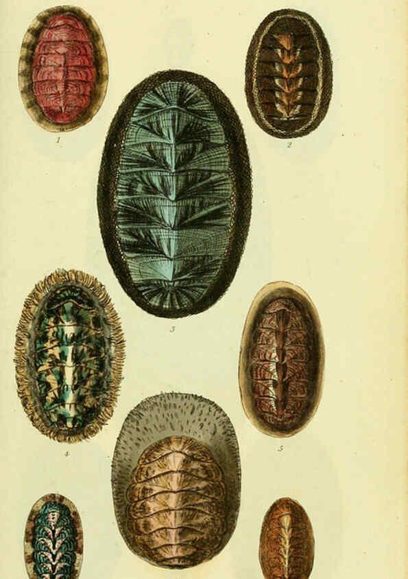 Reproducción/Reproduction 5977906277: The conchological illustrations or, Coloured figures of all the hitherto unfigured recent shells London :[s.n.] ;1832