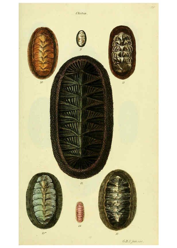 Reproducción/Reproduction 5977906863: The conchological illustrations or, Coloured figures of all the hitherto unfigured recent shells London :[s.n.] ;1832