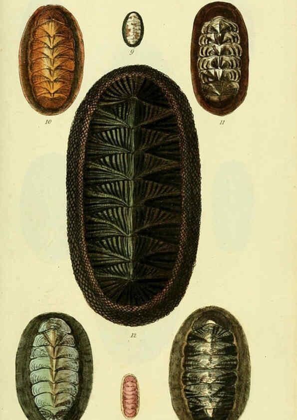 Reproducción/Reproduction 5977906863: The conchological illustrations or, Coloured figures of all the hitherto unfigured recent shells London :[s.n.] ;1832