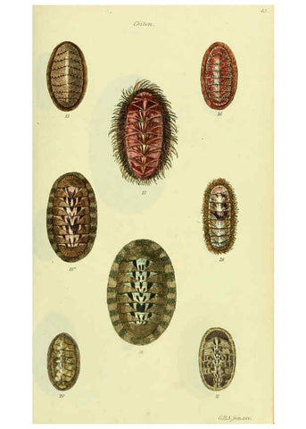 Reproducción/Reproduction 5978465982: The conchological illustrations or, Coloured figures of all the hitherto unfigured recent shells London :[s.n.] ;1832
