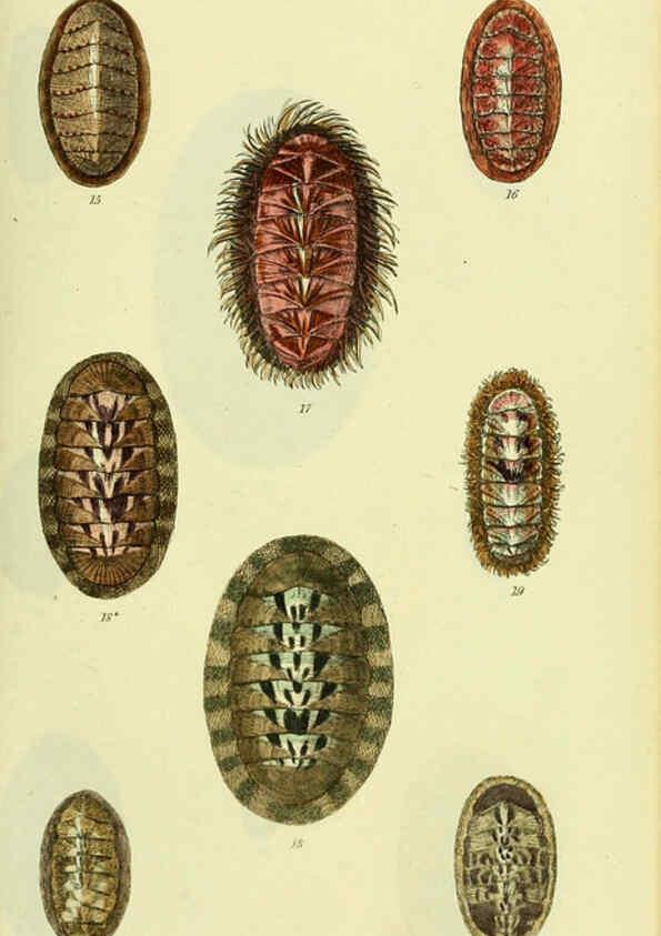 Reproducción/Reproduction 5978465982: The conchological illustrations or, Coloured figures of all the hitherto unfigured recent shells London :[s.n.] ;1832