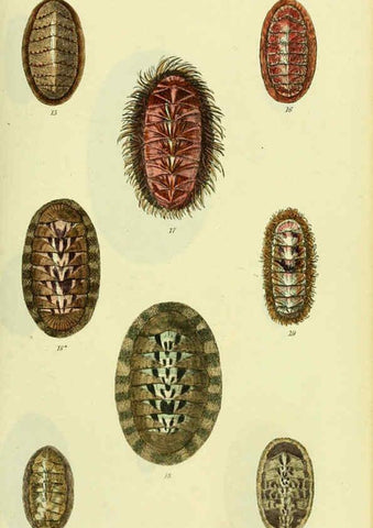 Reproducción/Reproduction 5978465982: The conchological illustrations or, Coloured figures of all the hitherto unfigured recent shells London :[s.n.] ;1832