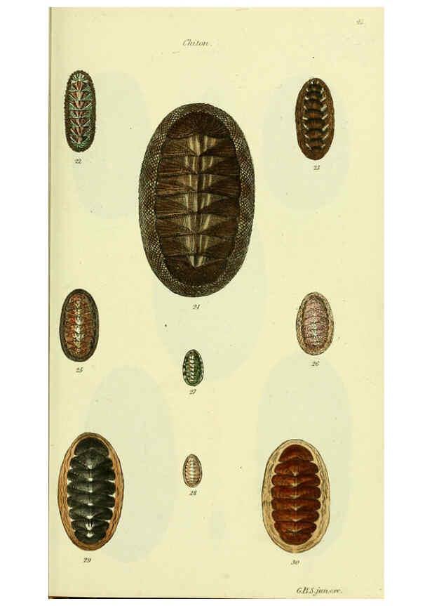 Reproducción/Reproduction 5977907469: The conchological illustrations or, Coloured figures of all the hitherto unfigured recent shells London :[s.n.] ;1832