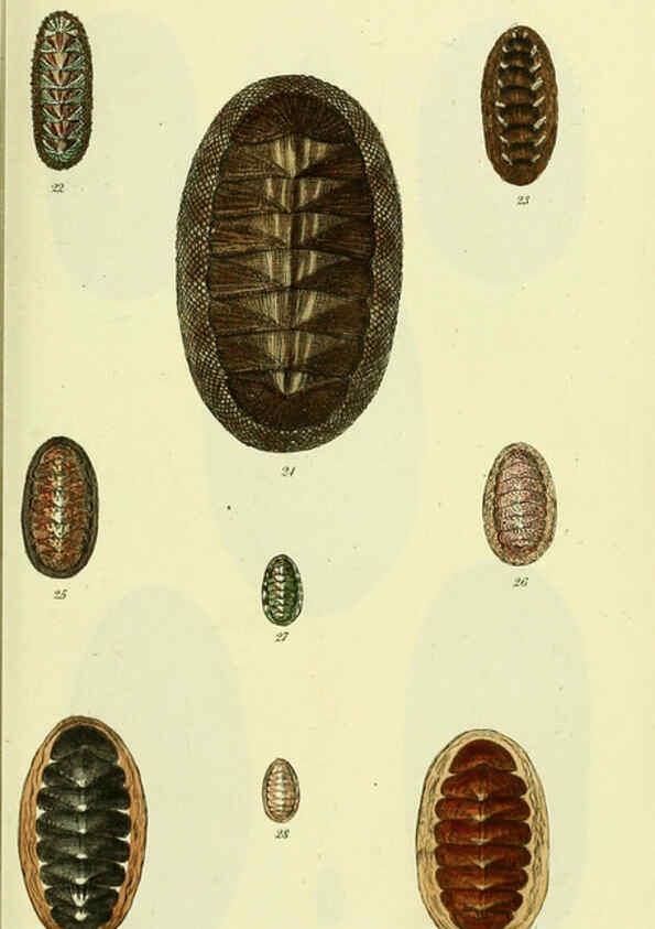 Reproducción/Reproduction 5977907469: The conchological illustrations or, Coloured figures of all the hitherto unfigured recent shells London :[s.n.] ;1832