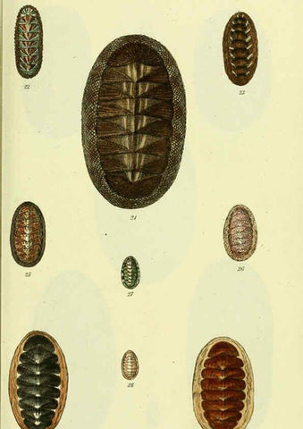 Reproducción/Reproduction 5977907469: The conchological illustrations or, Coloured figures of all the hitherto unfigured recent shells London :[s.n.] ;1832