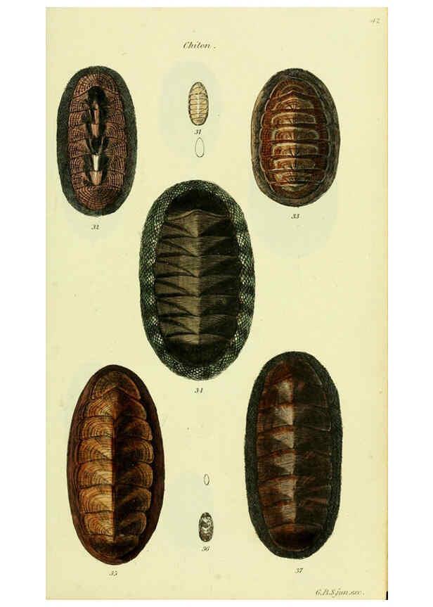 Reproducción/Reproduction 5977907781: The conchological illustrations or, Coloured figures of all the hitherto unfigured recent shells London :[s.n.] ;1832