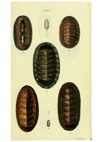 Reproducción/Reproduction 5977907781: The conchological illustrations or, Coloured figures of all the hitherto unfigured recent shells London :[s.n.] ;1832