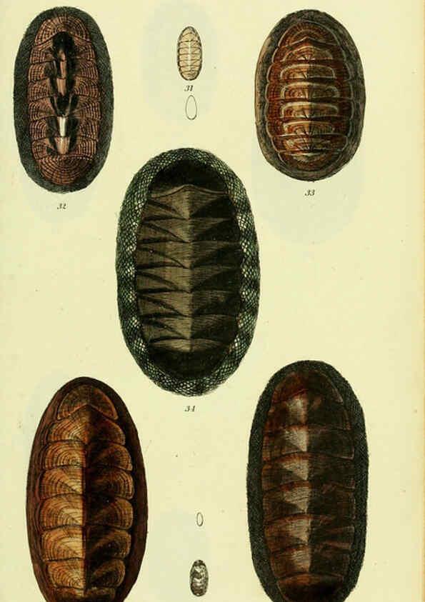 Reproducción/Reproduction 5977907781: The conchological illustrations or, Coloured figures of all the hitherto unfigured recent shells London :[s.n.] ;1832