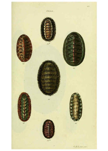 Reproducción/Reproduction 5977908165: The conchological illustrations or, Coloured figures of all the hitherto unfigured recent shells London :[s.n.] ;1832