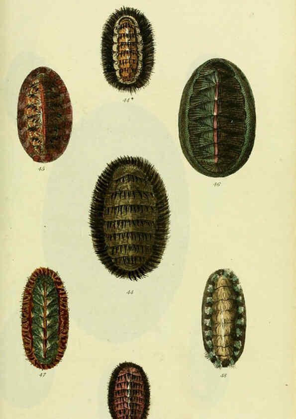 Reproducción/Reproduction 5977908165: The conchological illustrations or, Coloured figures of all the hitherto unfigured recent shells London :[s.n.] ;1832