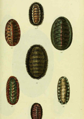 Reproducción/Reproduction 5977908165: The conchological illustrations or, Coloured figures of all the hitherto unfigured recent shells London :[s.n.] ;1832