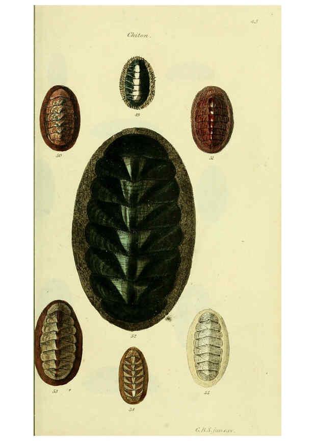 Reproducción/Reproduction 5978467184: The conchological illustrations or, Coloured figures of all the hitherto unfigured recent shells London :[s.n.] ;1832
