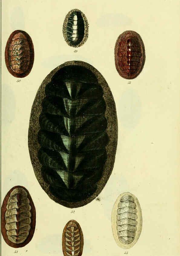 Reproducción/Reproduction 5978467184: The conchological illustrations or, Coloured figures of all the hitherto unfigured recent shells London :[s.n.] ;1832