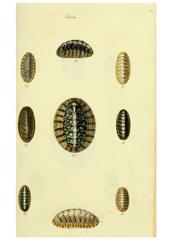 Reproducción/Reproduction 5978472016: The conchological illustrations or, Coloured figures of all the hitherto unfigured recent shells London :[s.n.] ;1832