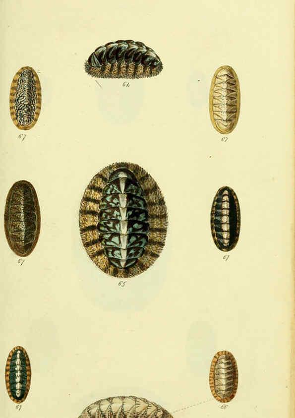 Reproducción/Reproduction 5978472016: The conchological illustrations or, Coloured figures of all the hitherto unfigured recent shells London :[s.n.] ;1832