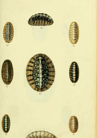 Reproducción/Reproduction 5978472016: The conchological illustrations or, Coloured figures of all the hitherto unfigured recent shells London :[s.n.] ;1832