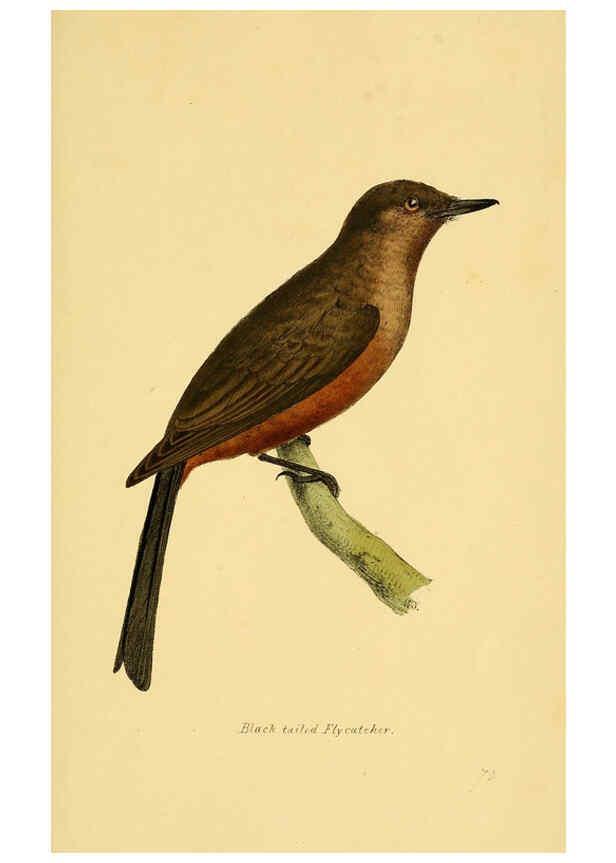 Reproducción/Reproduction 5977231397: A selection of the birds of Brazil and Mexico : the drawings London :H.G. Bohn,1841
