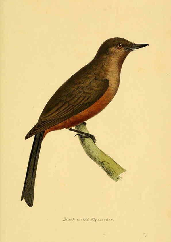 Reproducción/Reproduction 5977231397: A selection of the birds of Brazil and Mexico : the drawings London :H.G. Bohn,1841