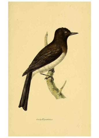 Reproducción/Reproduction 5977794422: A selection of the birds of Brazil and Mexico : the drawings London :H.G. Bohn,1841