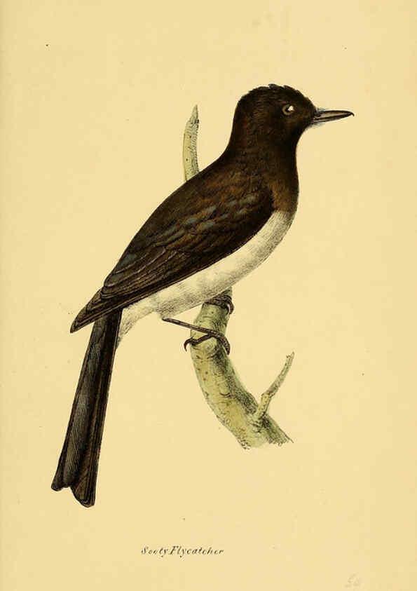 Reproducción/Reproduction 5977794422: A selection of the birds of Brazil and Mexico : the drawings London :H.G. Bohn,1841